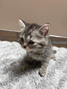 Adorable British Shorthair Kittens - READY TO GO - Photo 4