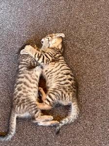Bengal cross kittens - Photo 3