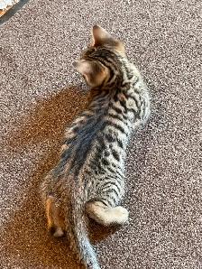 Bengal cross kittens - Photo 4