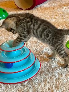 Bengal cross kittens - Photo 6