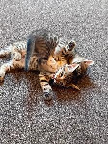 Bengal cross kittens - Photo 7