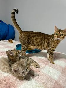 Bengal cross kittens - Photo 10