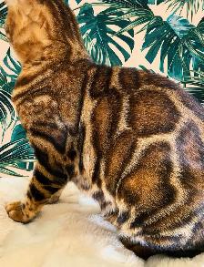 Stunning Top Quality Purebred TICA Registered Bengal Kittens - Photo 2