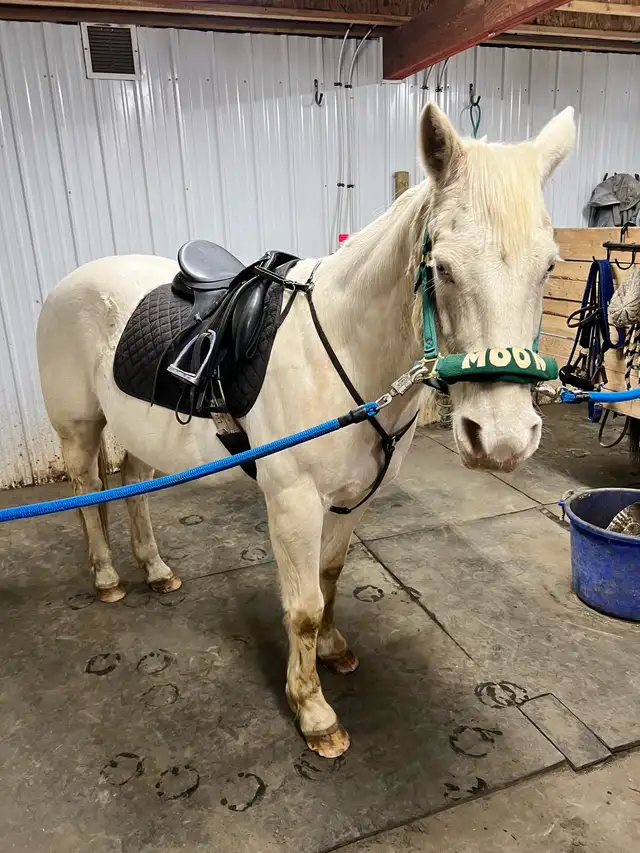 Looking  for wide gullet English saddle!