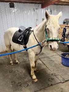 Looking  for wide gullet English saddle!