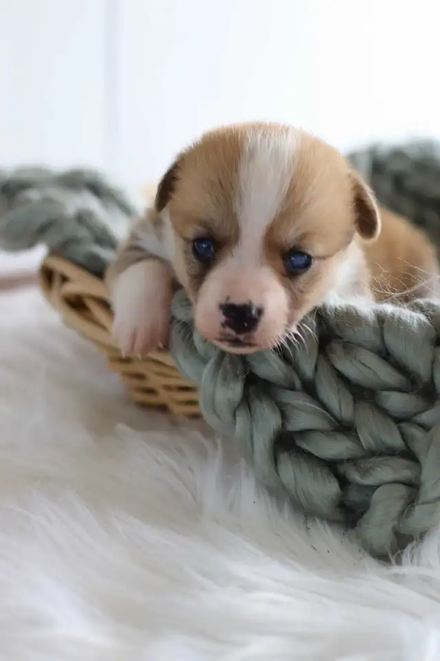 Pembroke Welsh Corgi puppies