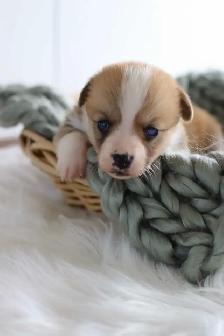 Pembroke Welsh Corgi puppies