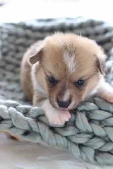 Pembroke Welsh Corgi puppies - Photo 2