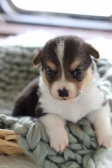 Pembroke Welsh Corgi puppies - Photo 3