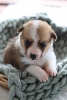 Pembroke Welsh Corgi puppies - Photo 4