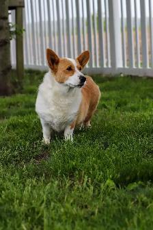Pembroke Welsh Corgi puppies - Photo 5