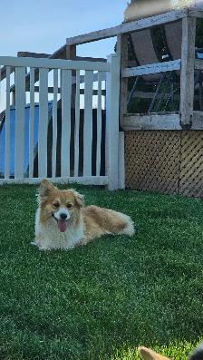 Pembroke Welsh Corgi puppies - Photo 6