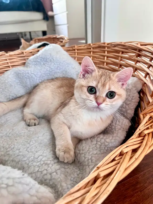 Golden British shorthair Chinchilla kitten female
