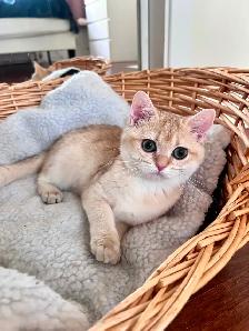 Golden British shorthair Chinchilla kitten female