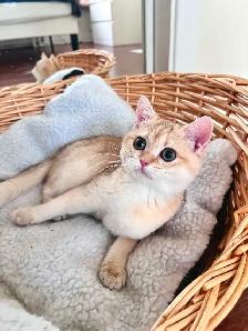Golden British shorthair Chinchilla kitten female - Photo 2