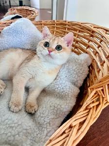 Golden British shorthair Chinchilla kitten female - Photo 3