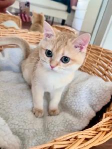 Golden British shorthair Chinchilla kitten female - Photo 4