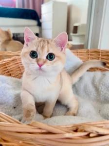 Golden British shorthair Chinchilla kitten female - Photo 5