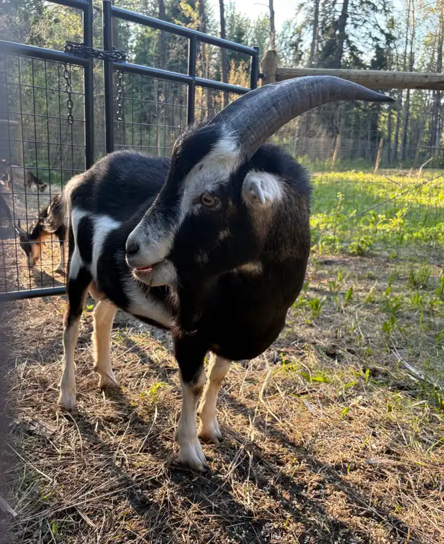 buck for sale