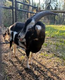 buck for sale