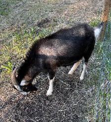buck for sale - Photo 2
