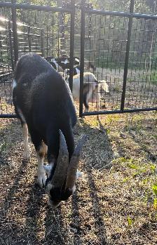 buck for sale - Photo 3