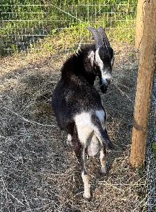buck for sale - Photo 4