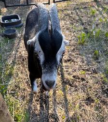 buck for sale - Photo 5
