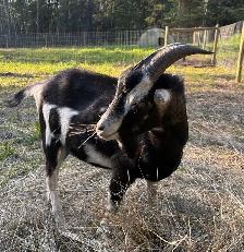 buck for sale - Photo 6