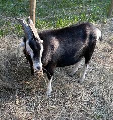 buck for sale - Photo 7