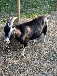 buck for sale - Photo 8