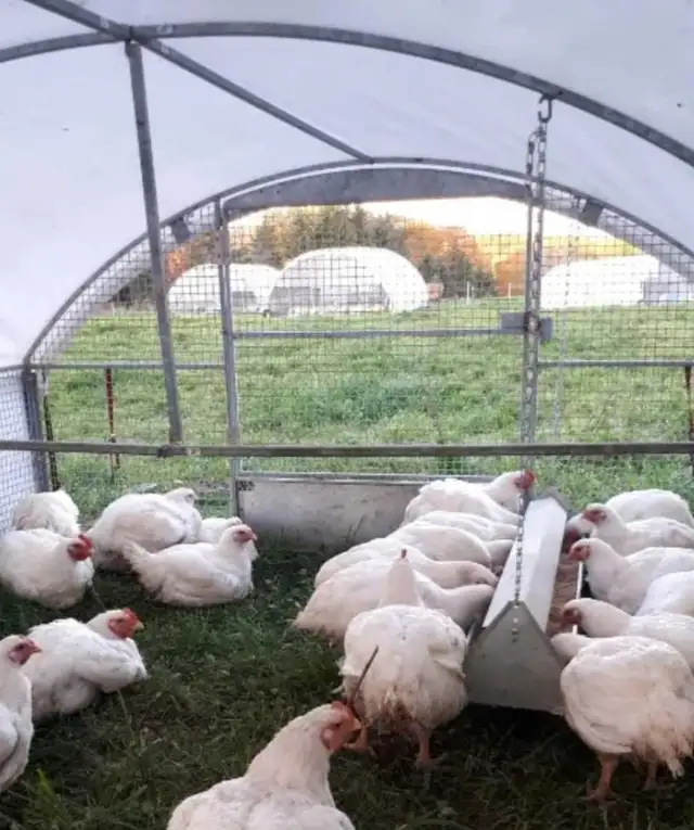 Chicken meat Non GMO
