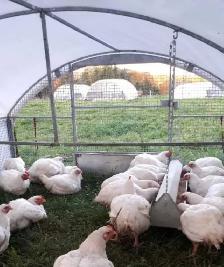 Chicken meat Non GMO