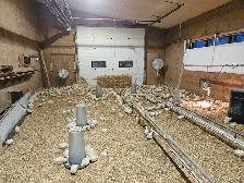 Chicken meat Non GMO - Photo 2