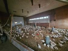 Chicken meat Non GMO - Photo 3