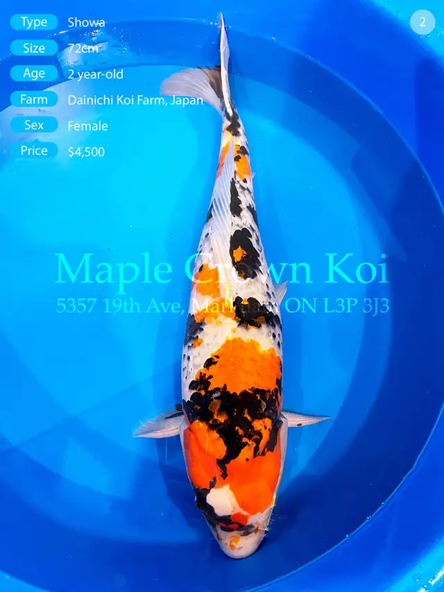✨ Dainichi Kirin | 72cm Female ✨
