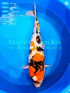 ✨ Dainichi Kirin | 72cm Female ✨