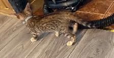 1 bb bengal mâle