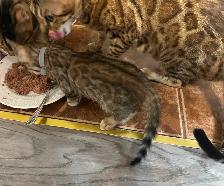1 bb bengal mâle - Photo 3