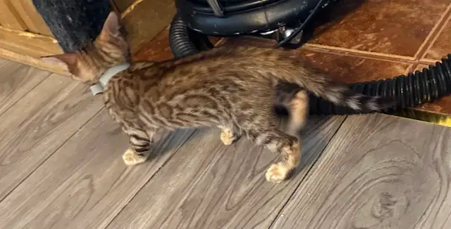 1 bb bengal mâle