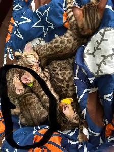 1 bb bengal mâle - Photo 2
