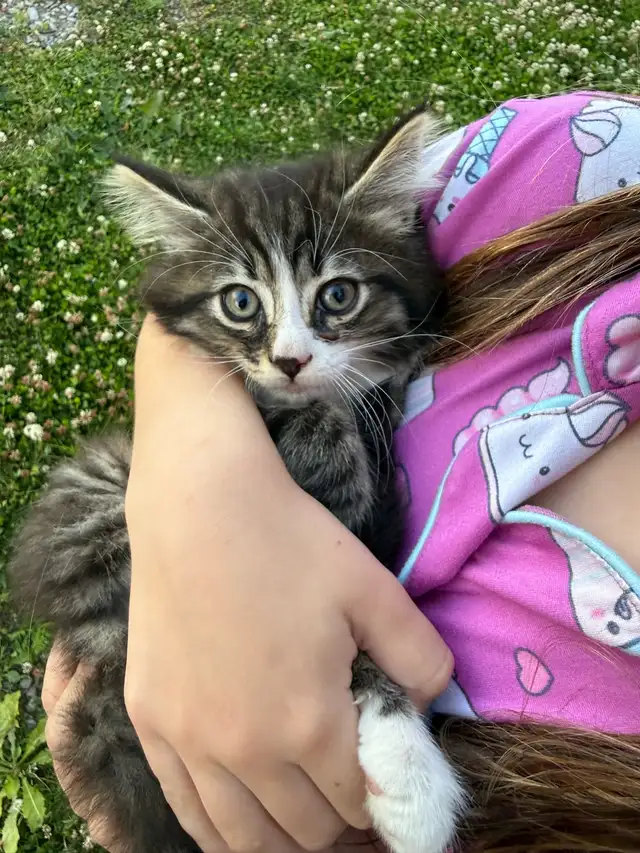 Barn kittens