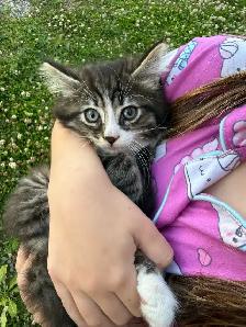 Barn kittens