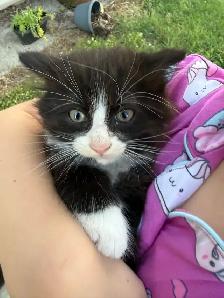 Barn kittens - Photo 2