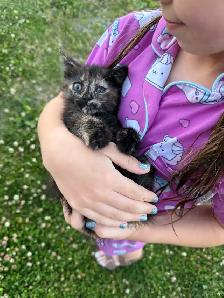 Barn kittens - Photo 3