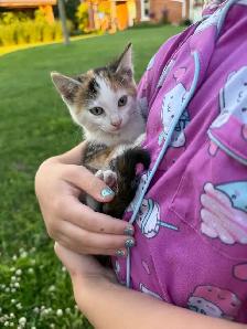 Barn kittens - Photo 4