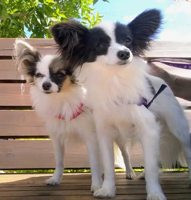 Toy Papillon Puppies Fully Vetted