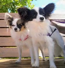 Toy Papillon Puppies Fully Vetted