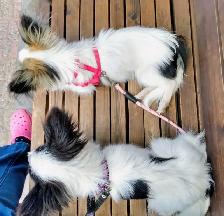 Toy Papillon Puppies Fully Vetted - Photo 2