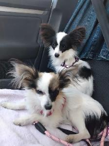 Toy Papillon Puppies Fully Vetted - Photo 3